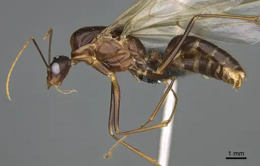 Camponotus mus specimen CASENT0113482 image casent0113482_1