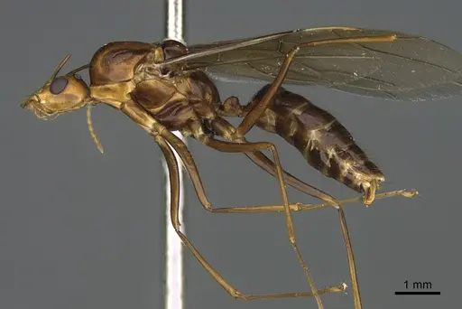 Camponotus mus specimen CASENT0113975 image casent0113975_1