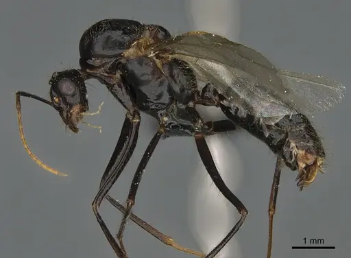 Camponotus mus specimen CASENT0150161 image casent0150161_1
