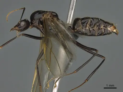 Camponotus mus specimen CASENT0157519 image casent0157519_1