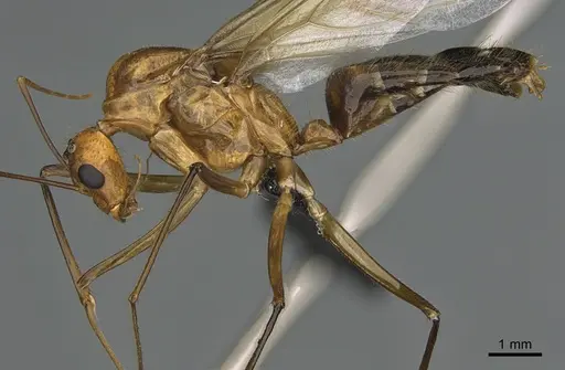 Camponotus mus specimen CASENT0165206 image casent0165206_1