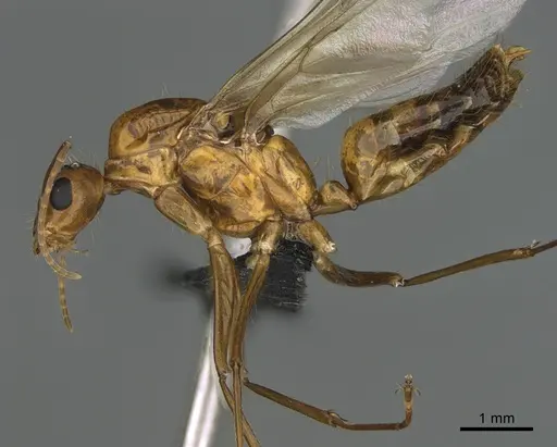 Camponotus mus specimen CASENT0166091 image casent0166091_1