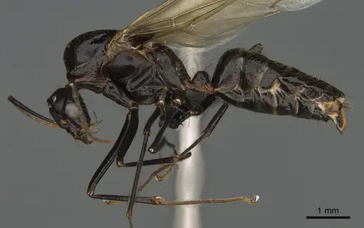 Camponotus mus specimen CASENT0169983 image casent0169983_1