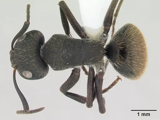 Camponotus mus specimen CASENT0173432 image casent0173432_1