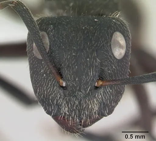 Camponotus mus specimen CASENT0173432 image casent0173432_2