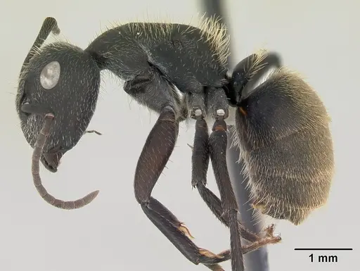 Camponotus mus specimen CASENT0173432 image casent0173432_3