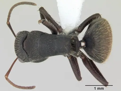 Camponotus mus specimen CASENT0173433 image casent0173433_1