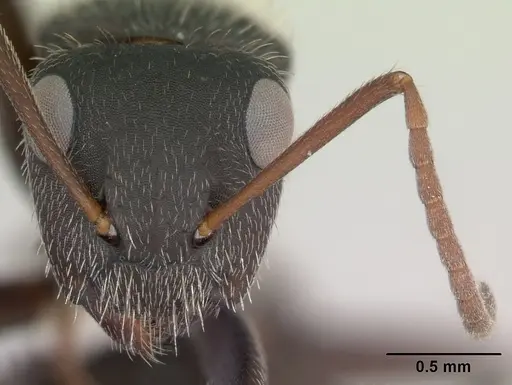 Camponotus mus specimen CASENT0173433 image casent0173433_2