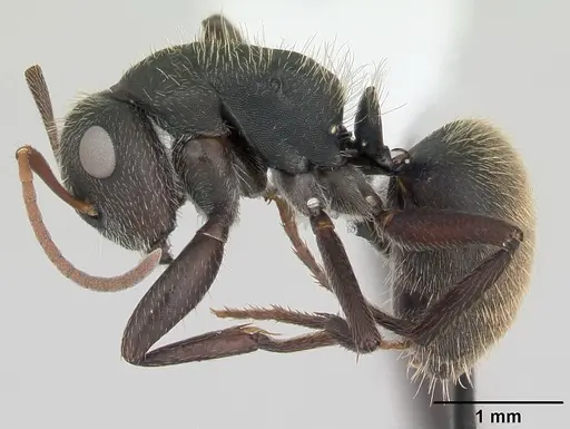 Camponotus mus specimen CASENT0173433 image casent0173433_3