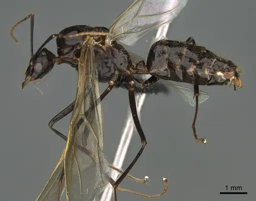 Camponotus mus specimen CASENT0202950 image casent0202950_1