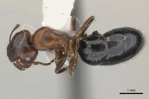 Camponotus mus specimen CASENT0217600 image casent0217600_1