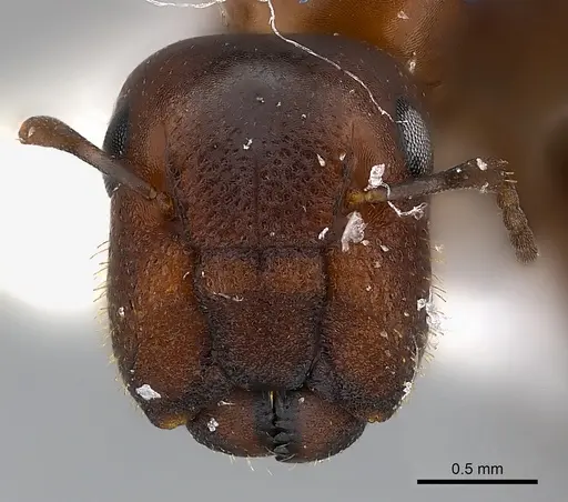 Camponotus mus specimen CASENT0217600 image casent0217600_2