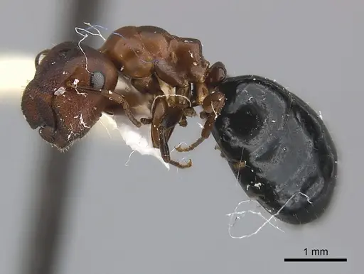 Camponotus mus specimen CASENT0217600 image casent0217600_3