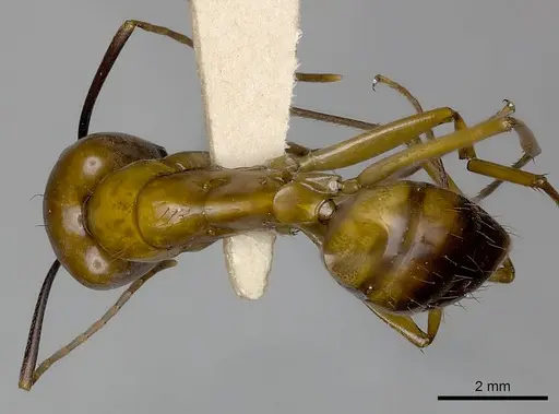 Camponotus mus specimen CASENT0217602 image casent0217602_1