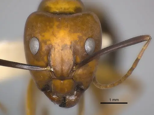 Camponotus mus specimen CASENT0217602 image casent0217602_2