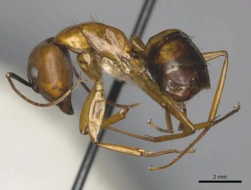 Camponotus mus specimen CASENT0217602 image casent0217602_3