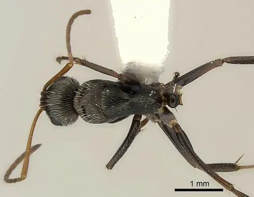 Camponotus mus specimen CASENT0217603 image casent0217603_1