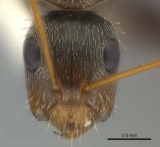 Camponotus mus specimen CASENT0217603 image casent0217603_2