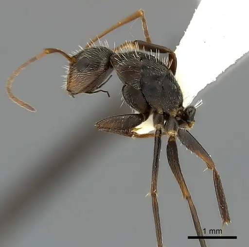 Camponotus mus specimen CASENT0217603 image casent0217603_3