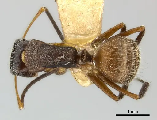 Camponotus mus specimen CASENT0217607 image casent0217607_1