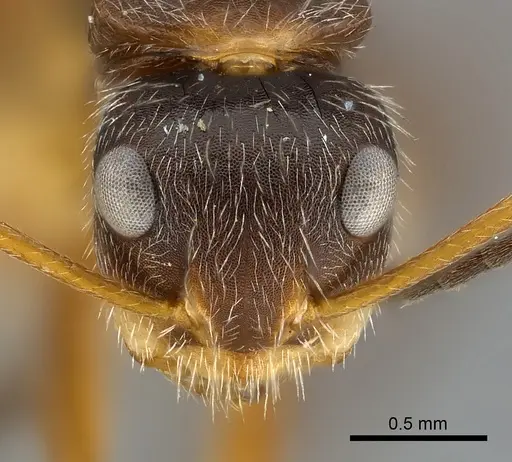 Camponotus mus specimen CASENT0217607 image casent0217607_2