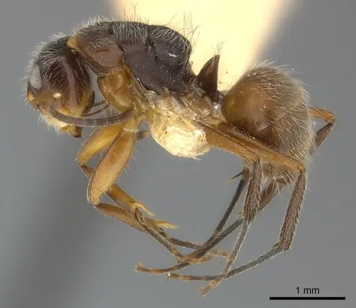 Camponotus mus specimen CASENT0217607 image casent0217607_3