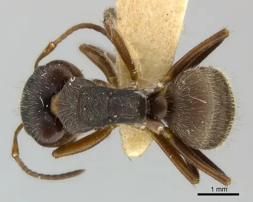 Camponotus mus specimen CASENT0217608 image casent0217608_1
