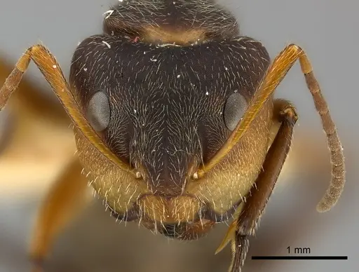 Camponotus mus specimen CASENT0217608 image casent0217608_2