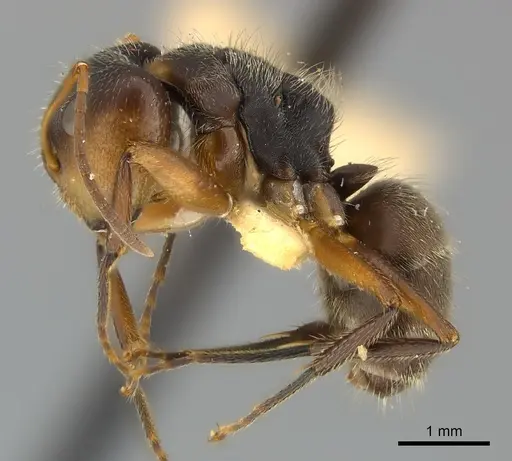 Camponotus mus specimen CASENT0217608 image casent0217608_3