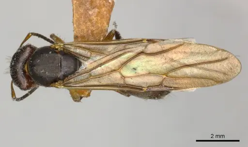 Camponotus mus specimen CASENT0217609 image casent0217609_1