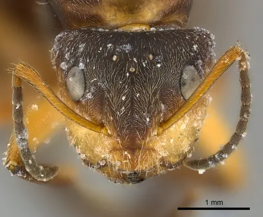 Camponotus mus specimen CASENT0217609 image casent0217609_2