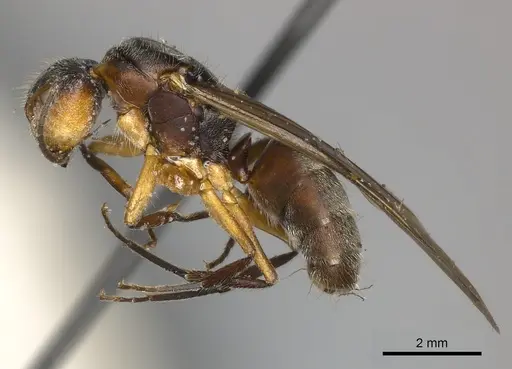 Camponotus mus specimen CASENT0217609 image casent0217609_3