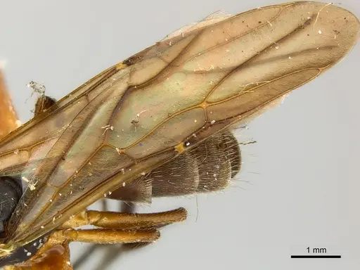 Camponotus mus specimen CASENT0217609 image casent0217609_4