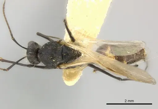 Camponotus mus specimen CASENT0217610 image casent0217610_1