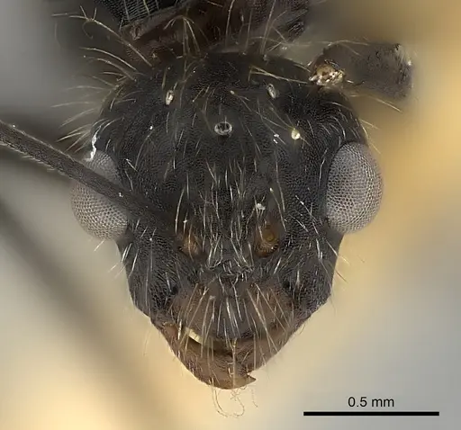 Camponotus mus specimen CASENT0217610 image casent0217610_2