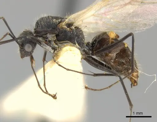 Camponotus mus specimen CASENT0217610 image casent0217610_3
