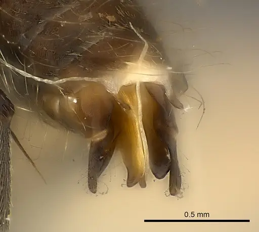 Camponotus mus specimen CASENT0217610 image casent0217610_4