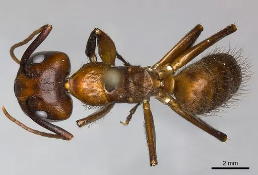 Camponotus mus specimen CASENT0217619 image casent0217619_1