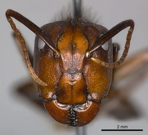 Camponotus mus specimen CASENT0217619 image casent0217619_2