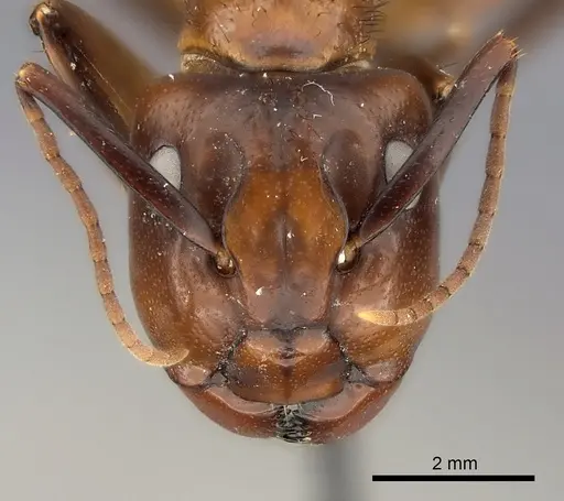 Camponotus mus specimen CASENT0217619 image casent0217619_3