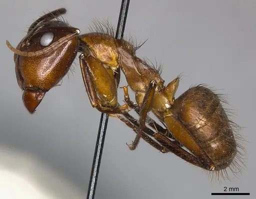 Camponotus mus specimen CASENT0217619 image casent0217619_4