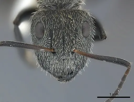 Camponotus mus specimen CASENT0217631 image casent0217631_1
