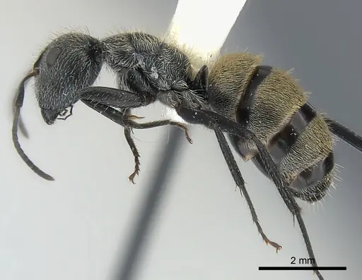 Camponotus mus specimen CASENT0217631 image casent0217631_2