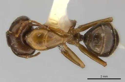 Camponotus mus specimen CASENT0217639 image casent0217639_1