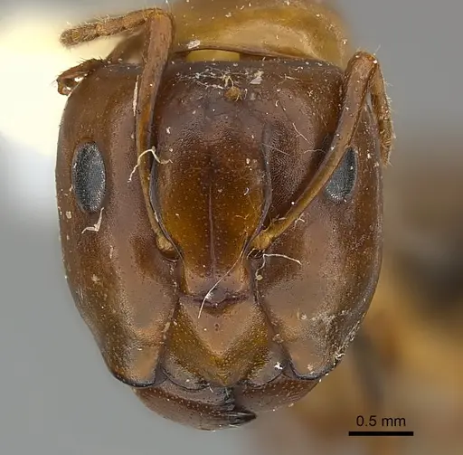 Camponotus mus specimen CASENT0217639 image casent0217639_2