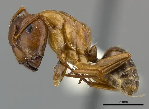 Camponotus mus specimen CASENT0217639 image casent0217639_3