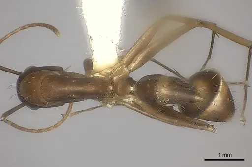 Camponotus mus specimen CASENT0217674 image casent0217674_1