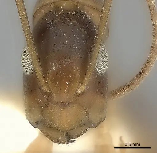 Camponotus mus specimen CASENT0217674 image casent0217674_2