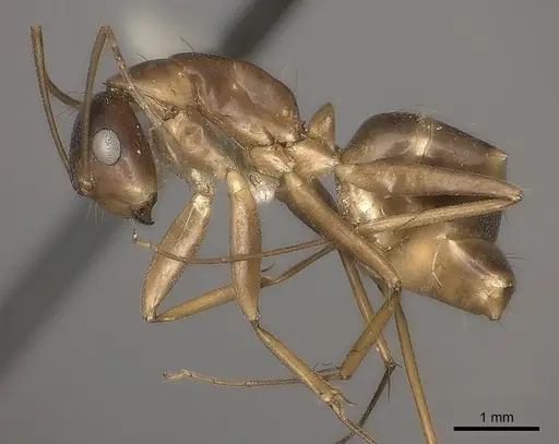 Camponotus mus specimen CASENT0217674 image casent0217674_3