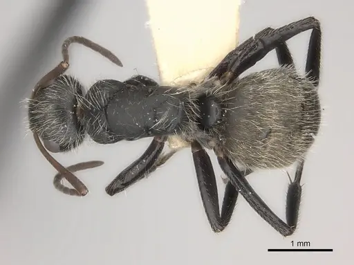 Camponotus mus specimen CASENT0217697 image casent0217697_1